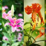 Different Types of Lily Flowers With Pictures