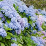 How to Care for Hydrangeas Outdoors