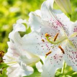 How to Grow & Care For An Oriental Lily Plant