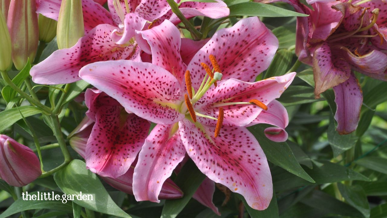 How to Care For An Asiatic Lily: Guide For Blooming Success