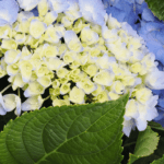 Why Are Hydrangeas Not Blooming