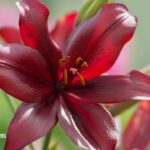 how to care for an asiatic lily (2)