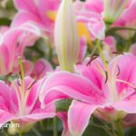 Outdoor Lily Plants
