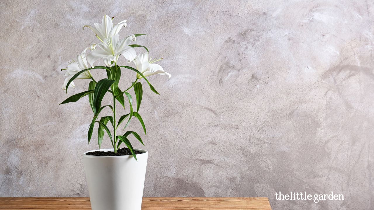 How to Care For Outdoor Lily Plants Easy Guide for Beginner