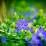 Blue Ground Cover Flowers, small blue ground cover flowers, blue ground cover plants, perennial blue flowers ground cover,