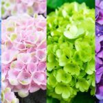 Different types of hydrangea, different varieties of hydrangea, different colors of hydrangeas, large hydnrangea bush