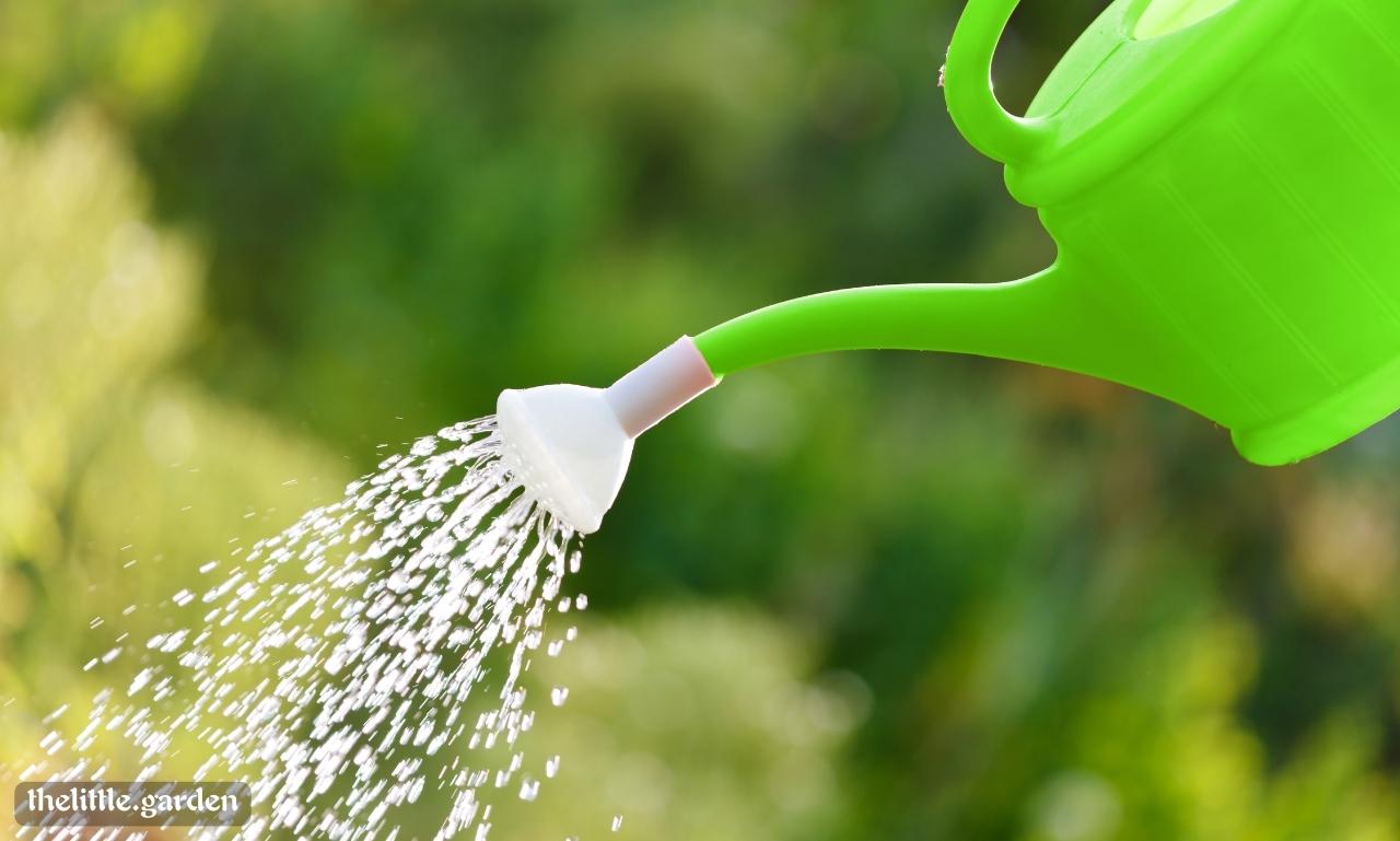 Ground Covers For Landscaping