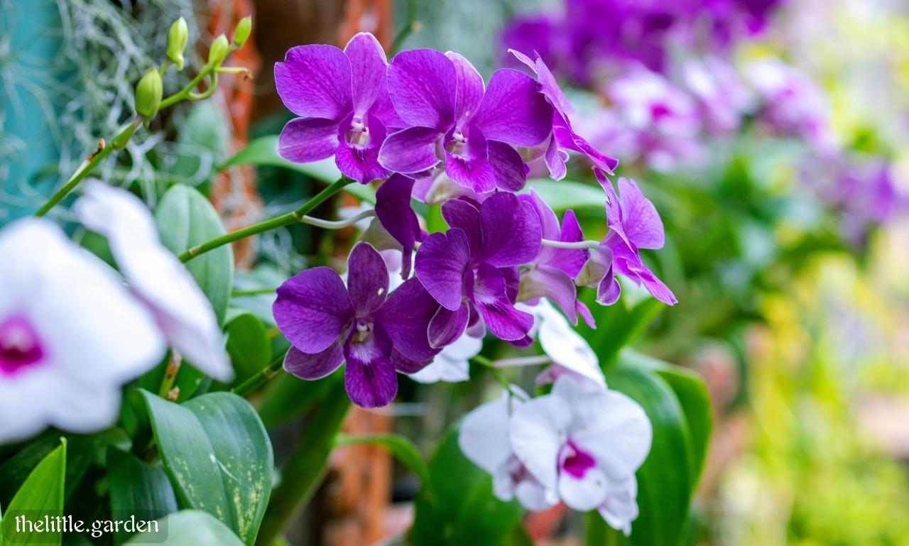 How Long Do Orchid Blooms Last & How to Keep an Orchid Alive for Years