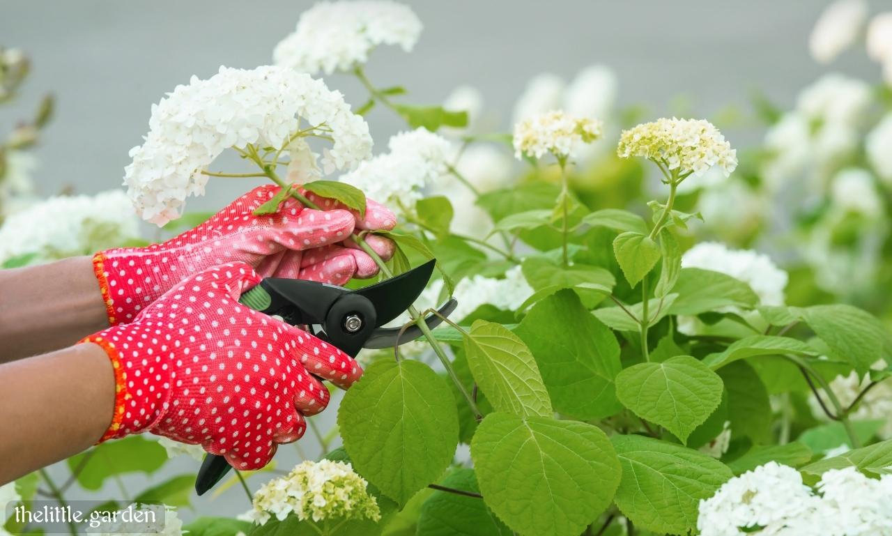How to Care for Hydrangeas Outdoors & Where to Plant Hydrangeas in the ...