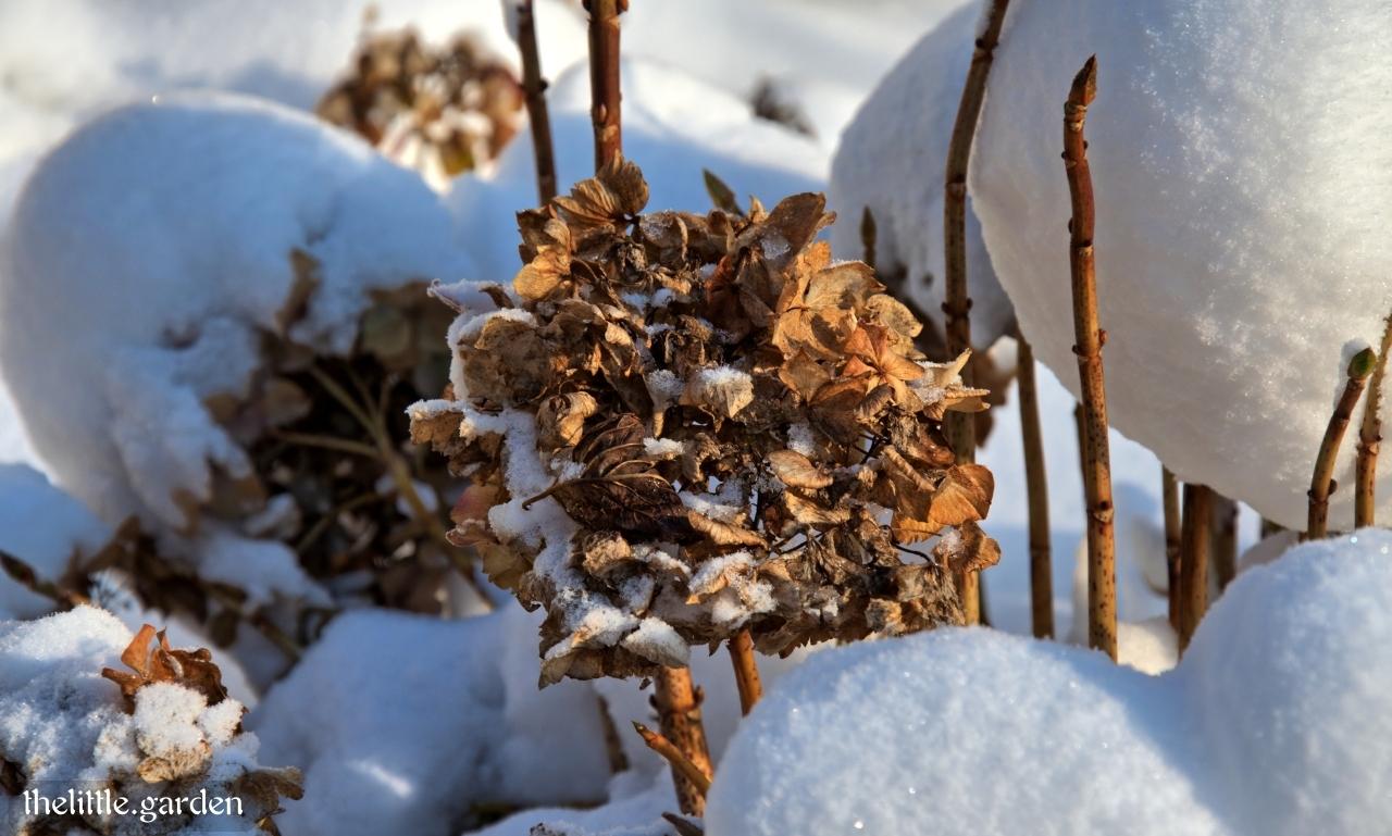 How to Prune Hydrangeas in Spring, Summer, Fall, and Winter Cutting