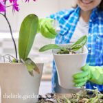 How to repot an orchid from air roots and from keiki, best potting mix recipe