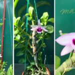 How to Take Care of an Orchid Indoors orchid lights need and temperature 1