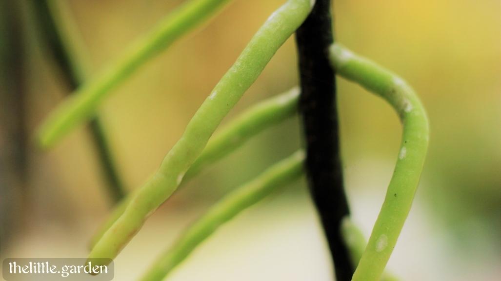 How to Repot an Orchid with Air Roots & Best Orchid Potting Mix Recipe
