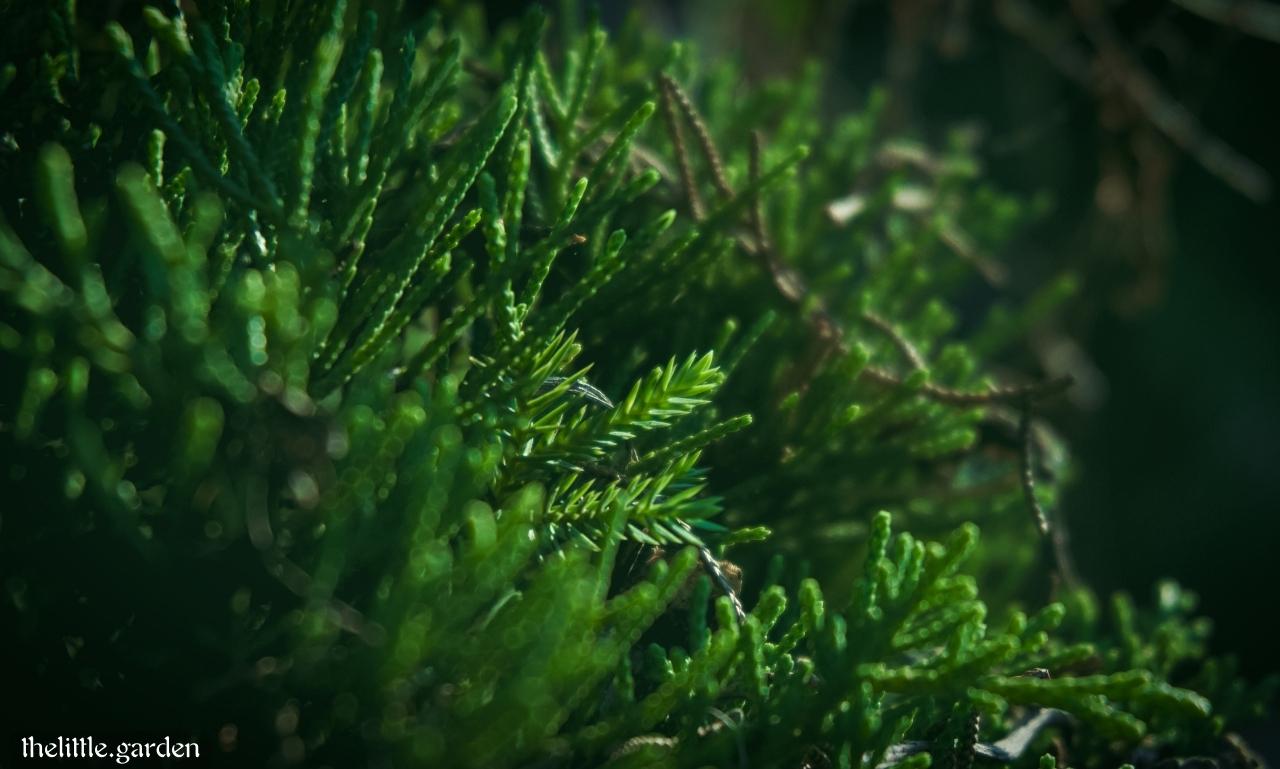 18 of the Best DeerResistant Ground Covers for a Beautiful and Secure Garden The Little Garden