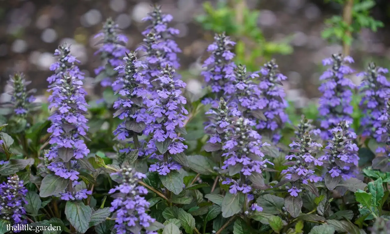 18 of the Best Deer-Resistant Ground Covers for a Beautiful and Secure ...