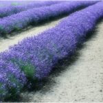how to care for lavender plant outdoors, when to plant lavender, does lavender perennial or annual, does lavender need full sun,
