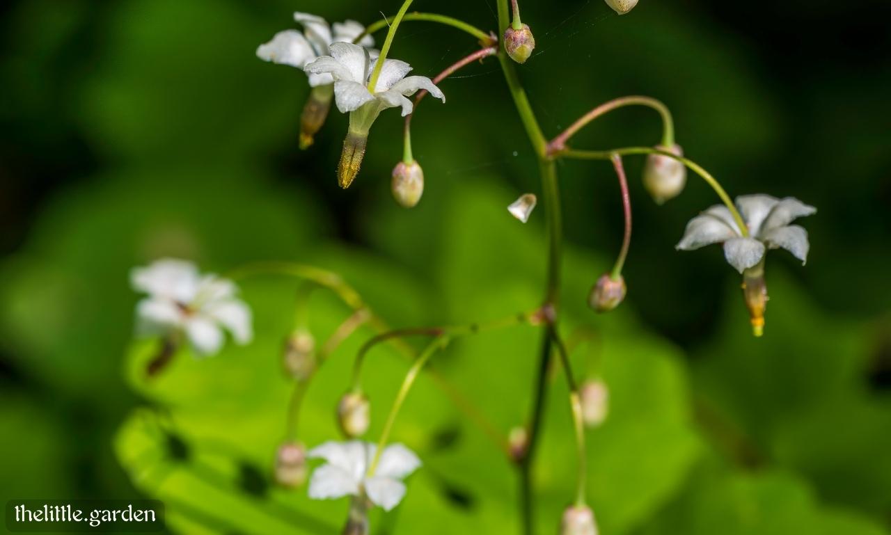 34 of the Best Perennial Ground Cover with Flowers Forever in Bloom