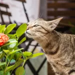 best indoor plants that are safe for cats and dogs, non toxic plants for cats, cat friendly houseplants