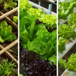 Growing Vegetables Indoors