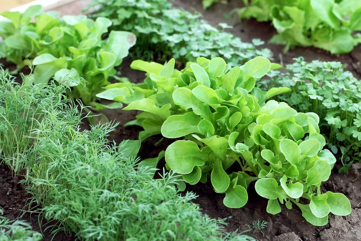 Shade Loving Vegetables 15 Best Vegetables, Fruits, and Herbs for You