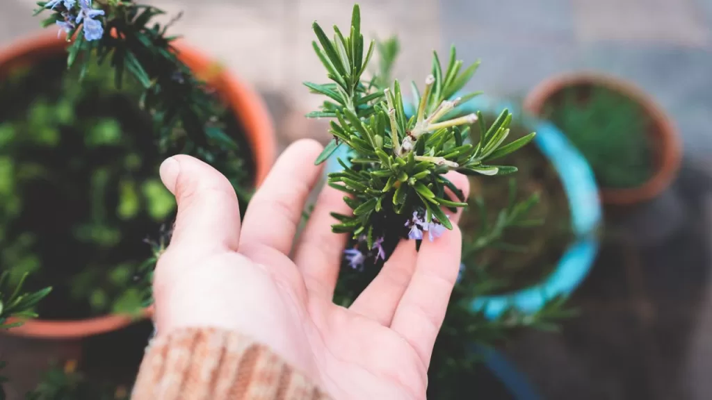 best vegetables to grow indoors herb