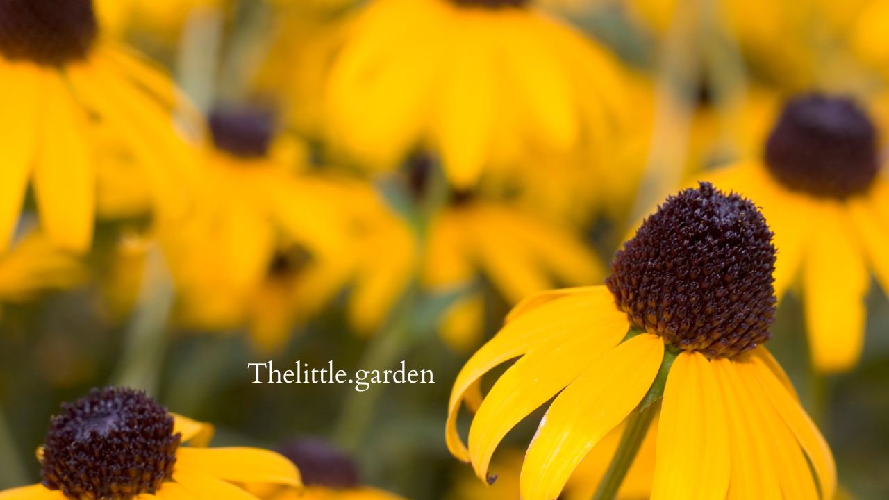 Cutting Back Black Eyed Susans Flowering Season