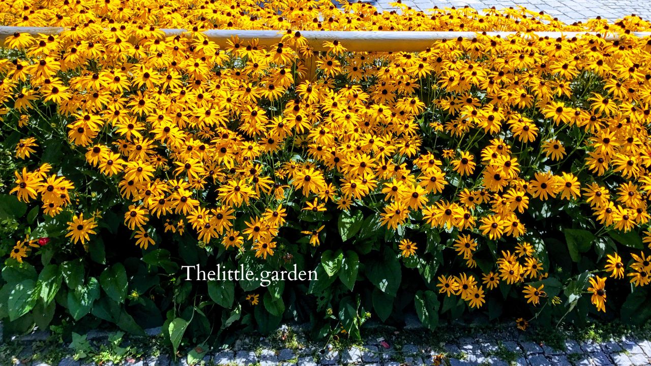 Cutting Back Black Eyed Susans Flowering Season