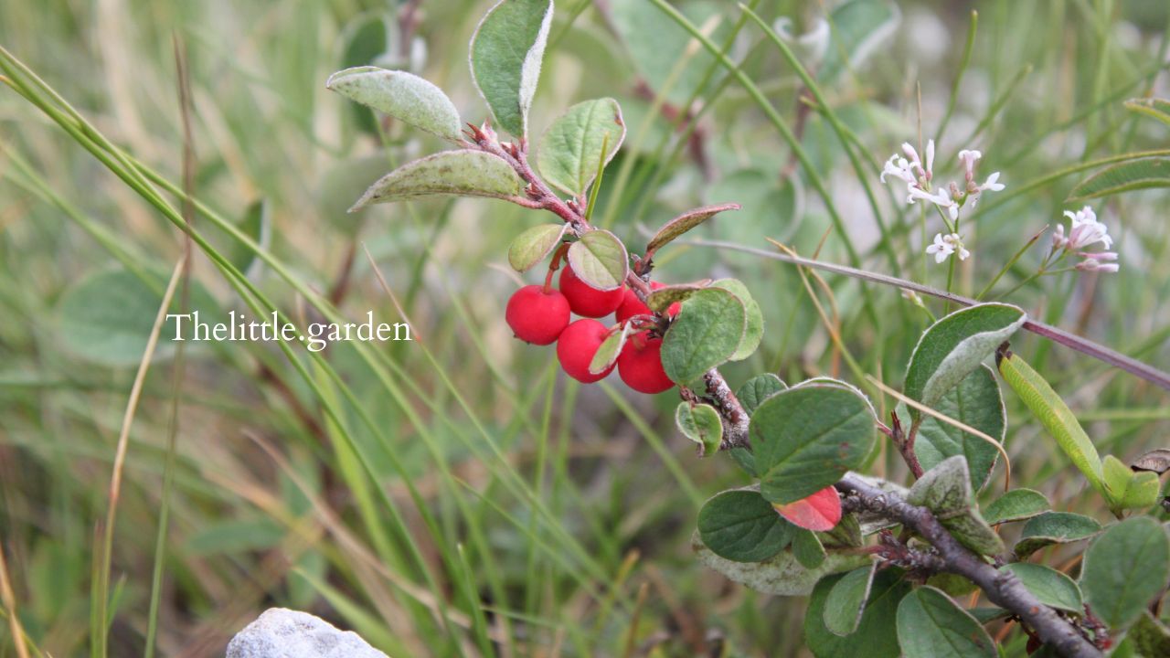 Ground Cover Kinnikinnick Plant A Versatile Addition to Your Landscape