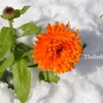 how cold can marigolds tolerate