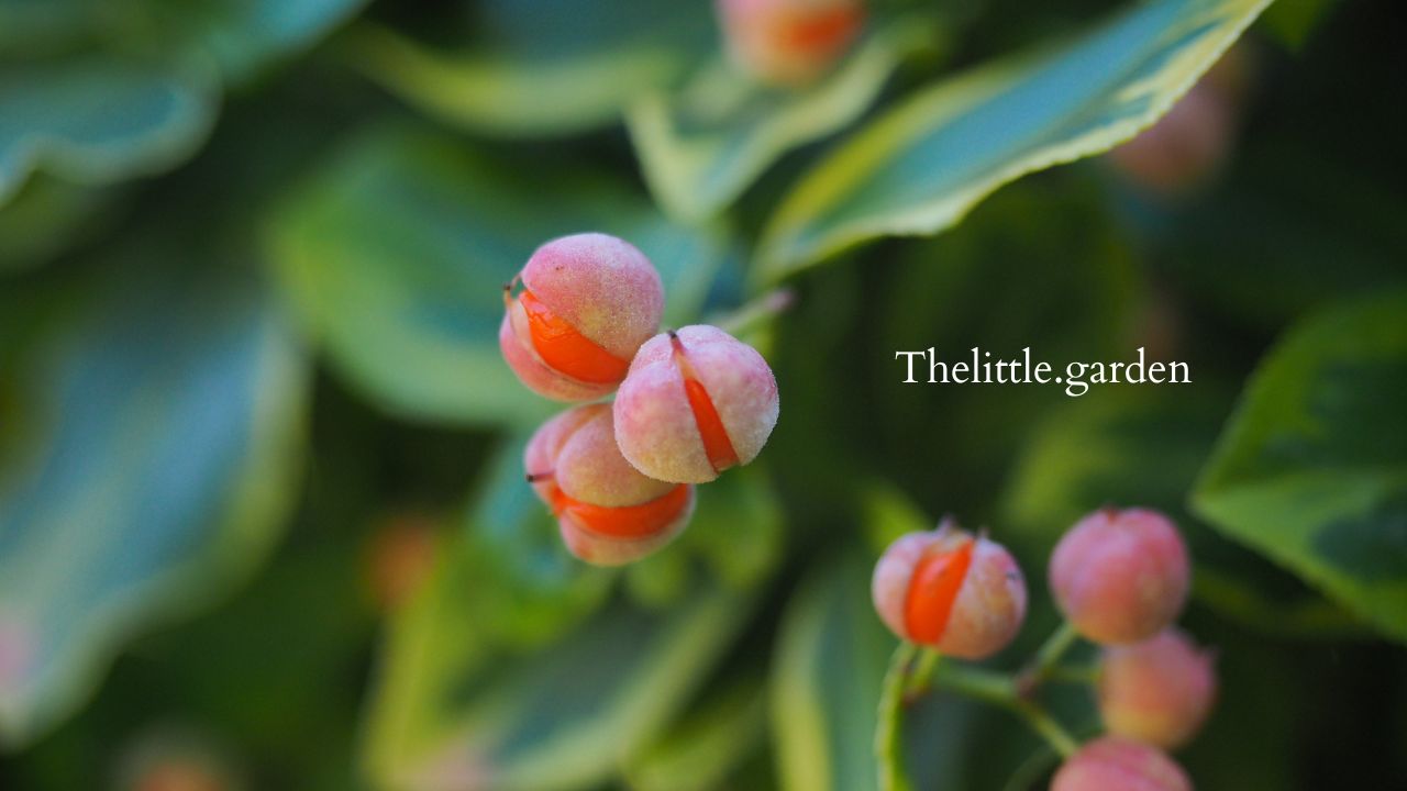 When To Prune Euonymus Treatments for 2 Different Types