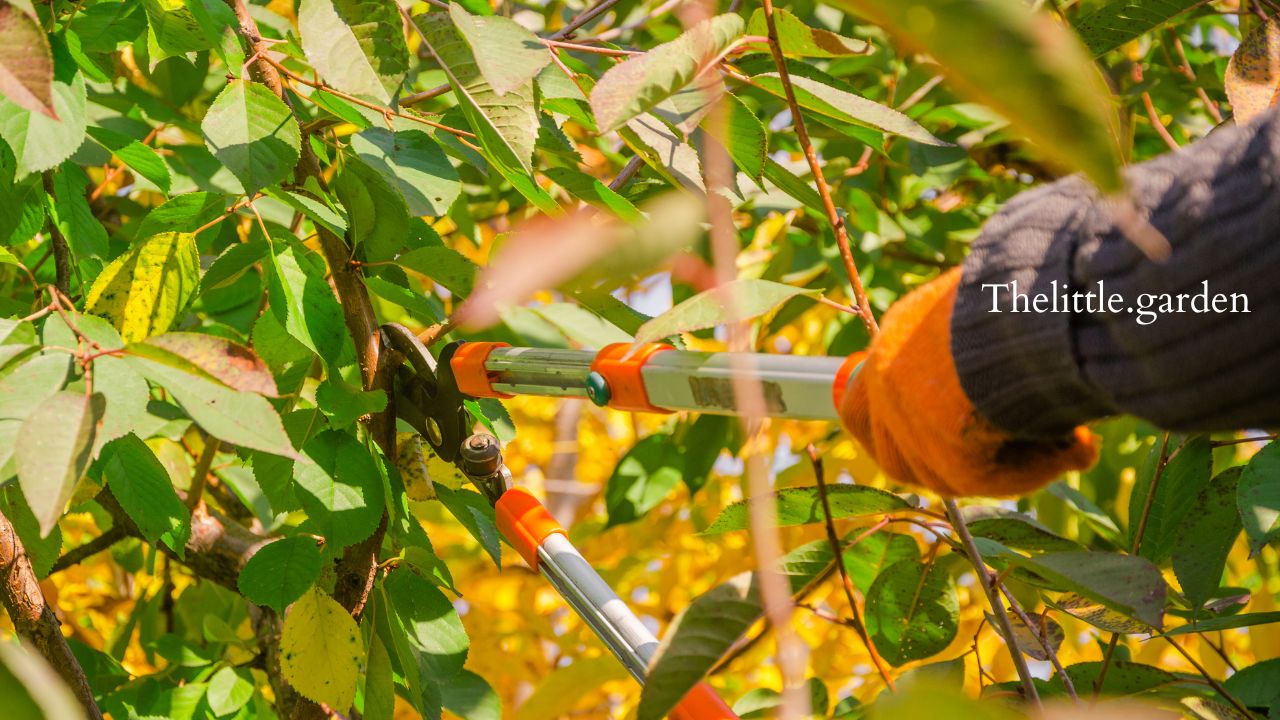 When To Prune Euonymus Treatments for 2 Different Types