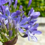 agapanthus over winter