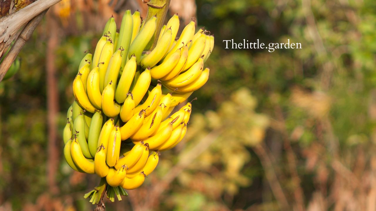 Banana Splitting Open on Their Own