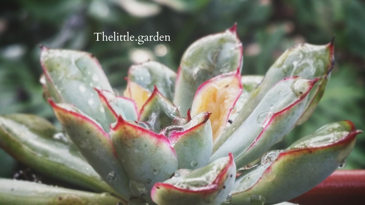 Can Succulents Stay Outside in Rain