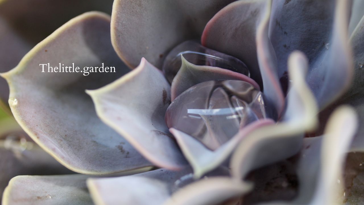Can Succulents Stay Outside in Rain