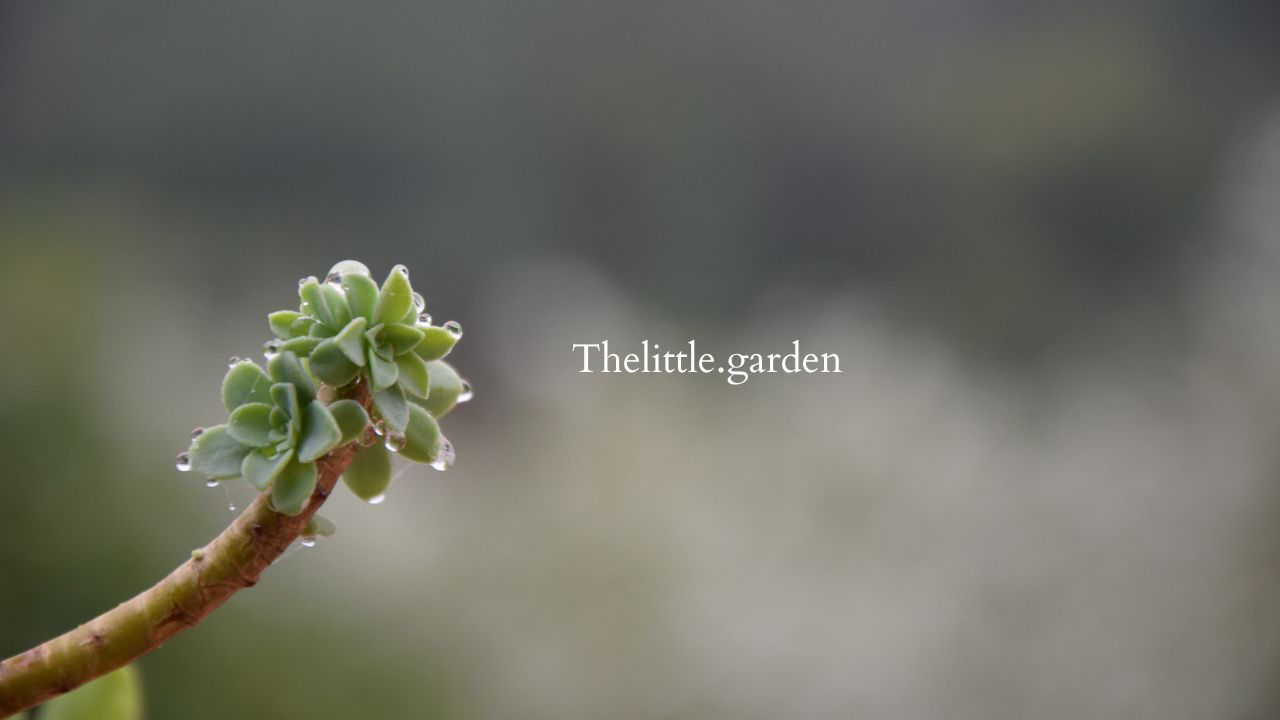 Can Succulents Stay Outside in Rain
