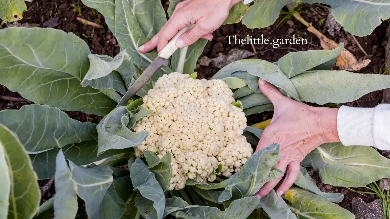 7 Cauliflower Plant Stages: A Guide To Growing Abundant Cauliflowers In ...