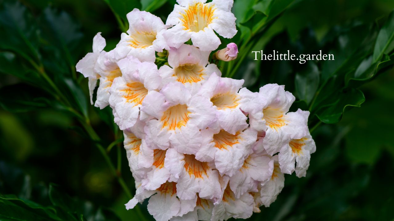 China Doll Plant Drooping 4 Top Causes and How To Revive Your Plant's