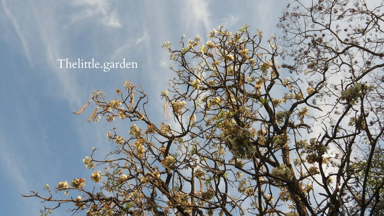 China Doll Plant Drooping 4 Top Causes and How To Revive Your Plant's