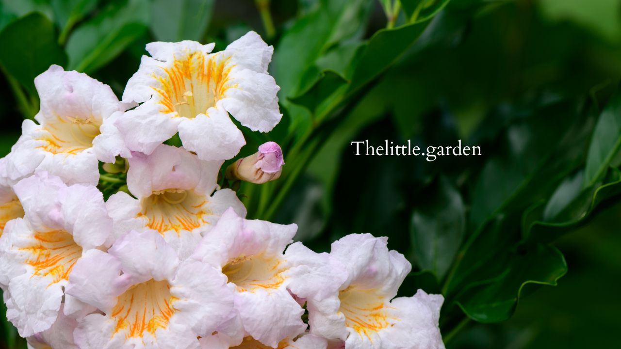 China Doll Plant Drooping 4 Top Causes and How To Revive Your Plant's