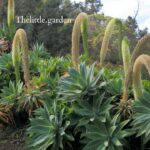 do foxtail agaves die after flowering