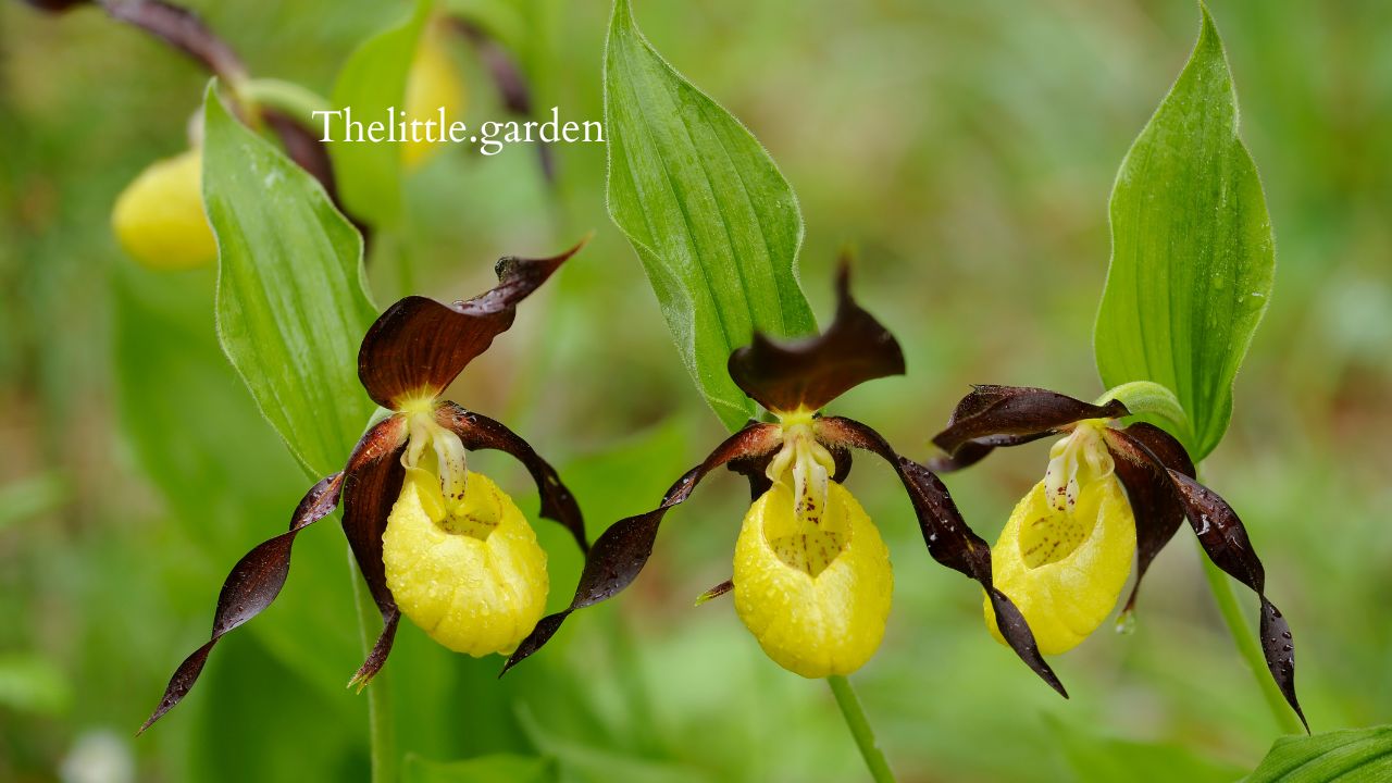 Fairy Flowers Plants Create a Magical Haven with 15 Enchanting Flowers