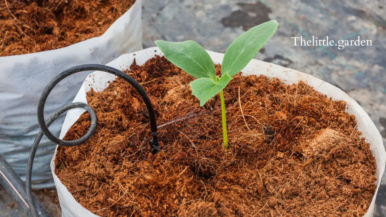 Growing Amaranth in Pots: A Hassle-Free Guide for Bountiful Greens ...