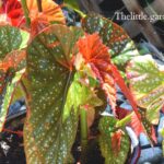 how to propagate angel wings
