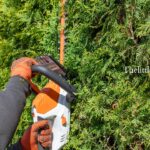 how to trim a cedar bush