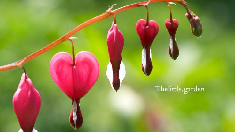 12 Lily of the Valley Companion Plants & Ultimate Care Guide