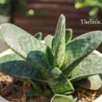 little warty plant care