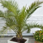 majesty palm care outdoors