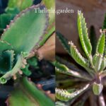 mother of thousands vs mother of millions