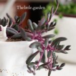 ruby necklace plant care